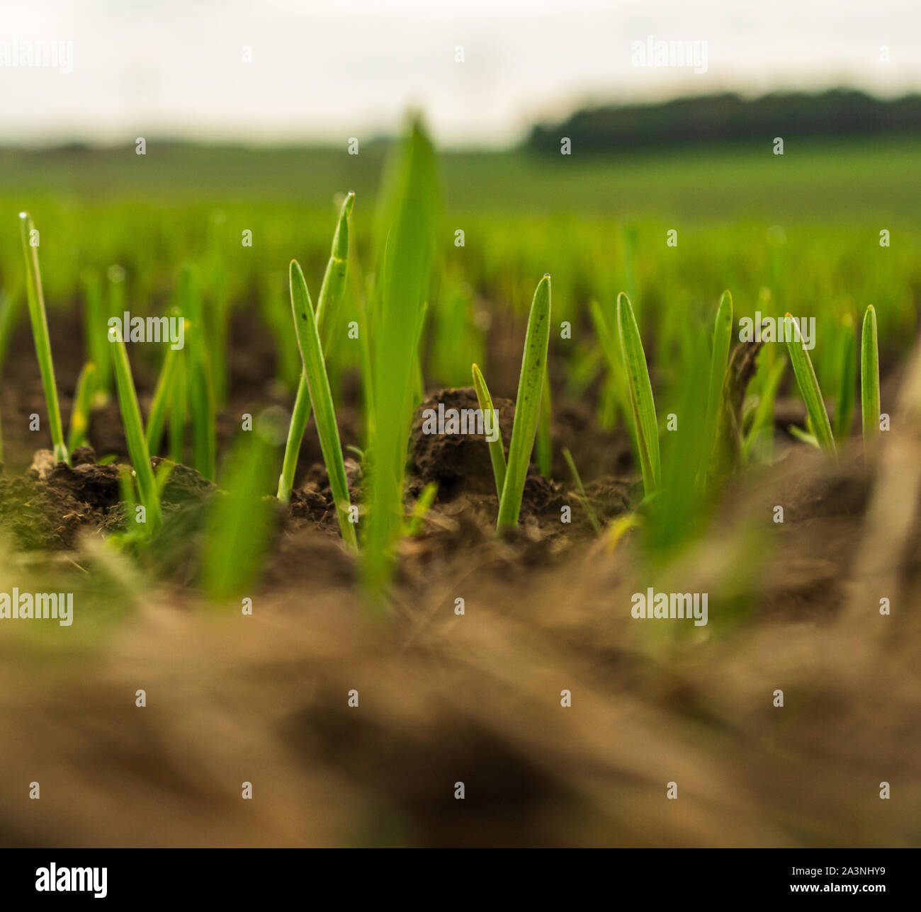 close-up of young grain plants on a field with shallow depth of field and selective focus Stock Photo