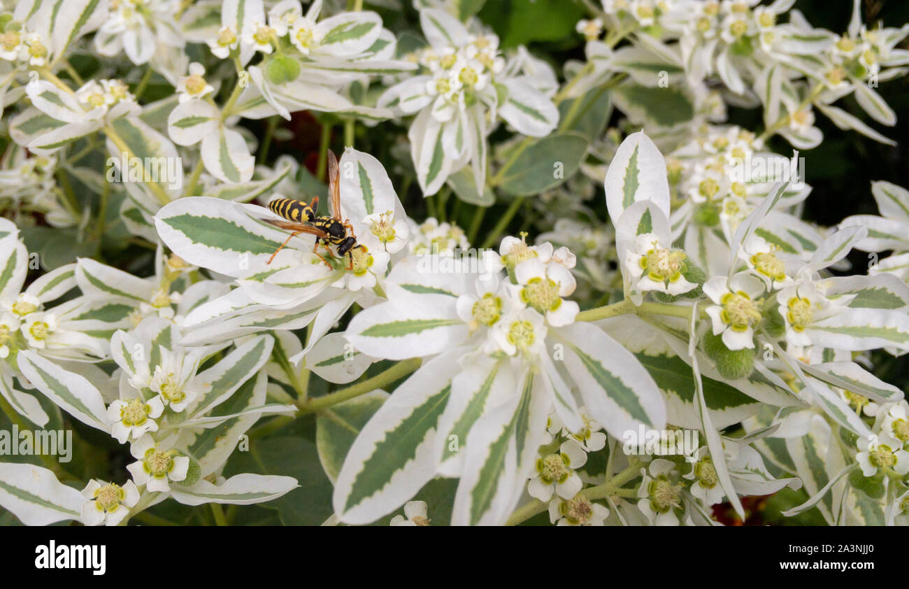 pollination process of a bee on a white flower Stock Photo - Alamy