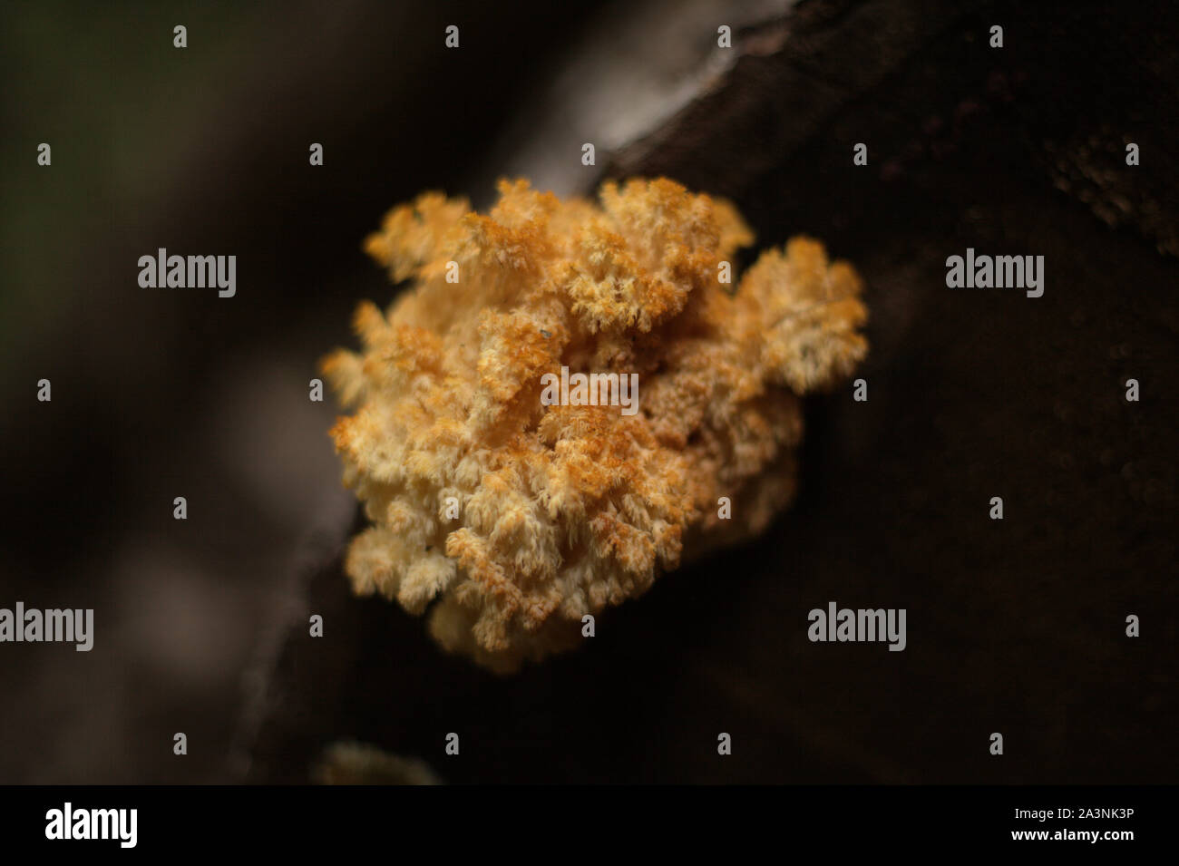 An unknown yellow-orange coral wild mushroom growing on a dead log in autumn, in BC, Canada Stock Photo