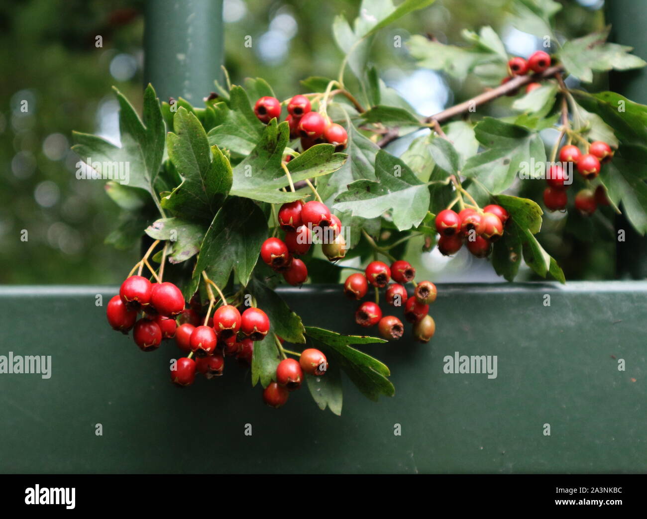 Red Fire thorn berries against green iron gate Stock Photo