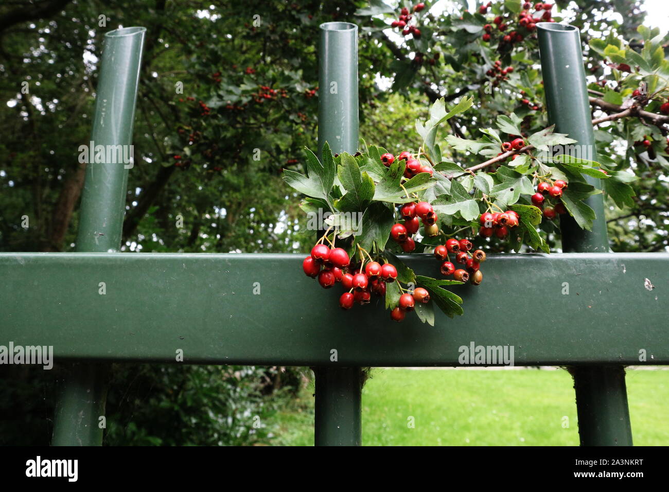 Red Fire thorn berries against green iron gate Stock Photo