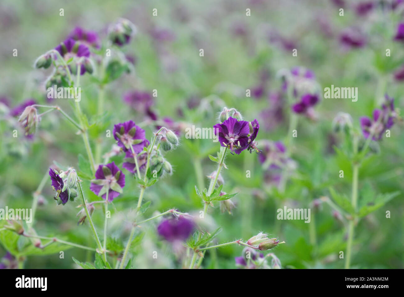 Geranium phaeum. Dusky Cranesbill flowers. Stock Photo