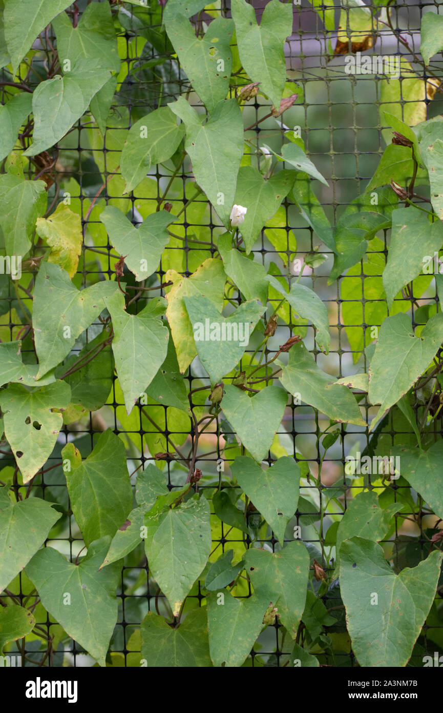 Calystegia sepium. Hedge Bindweed climbing through a fruit cage. Stock Photo