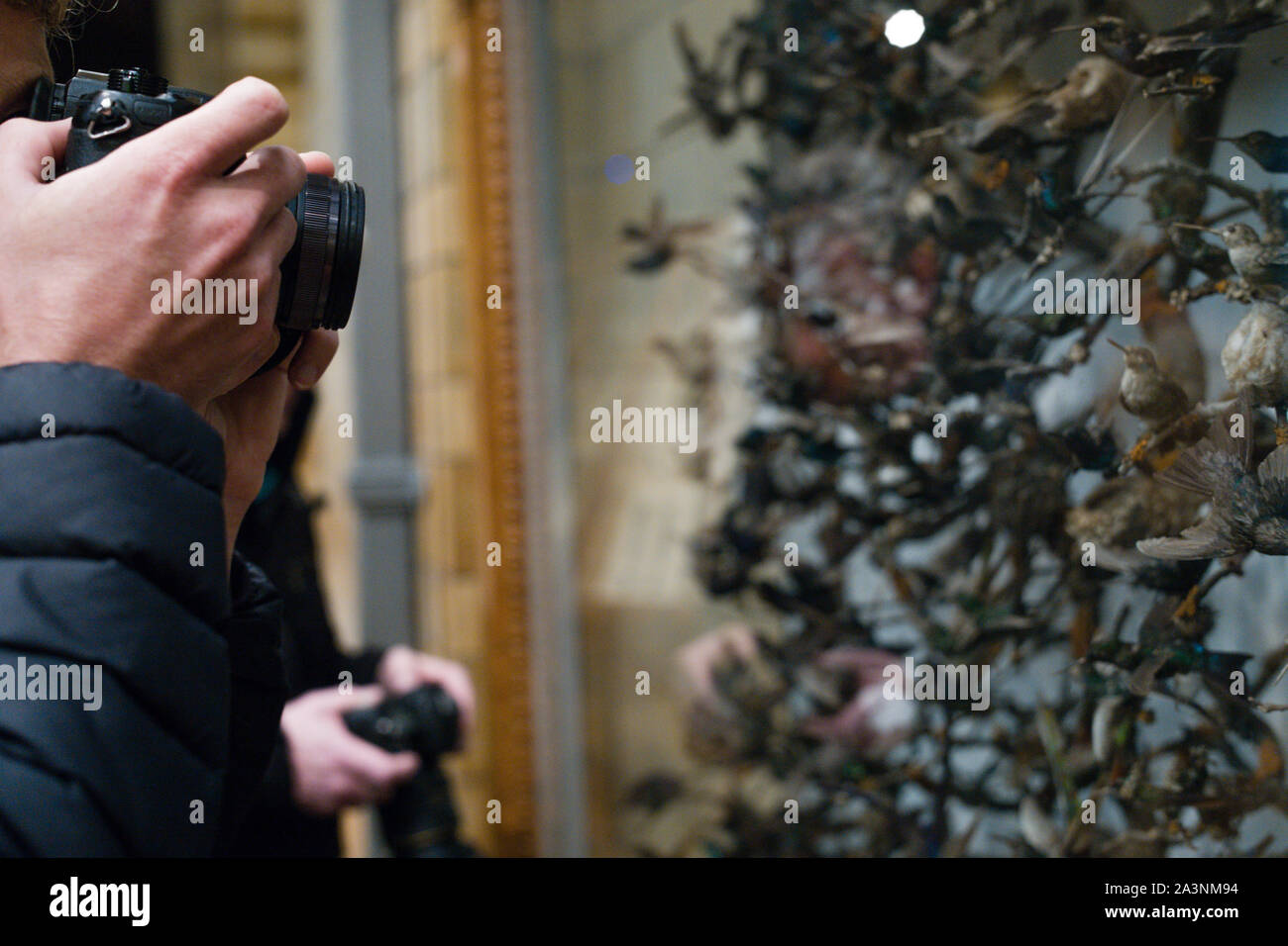 Taking photos of the museum display, Museum of natural history London, UK Stock Photo