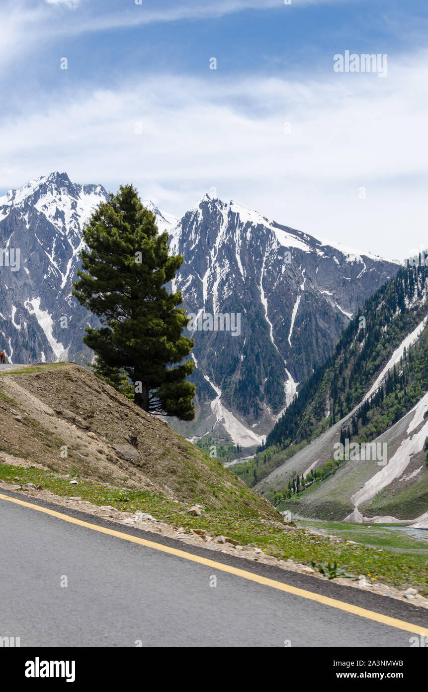 Lone pine tree on the edge of the road looking upon the valley with backdrop of snowcapped mountains. Stock Photo
