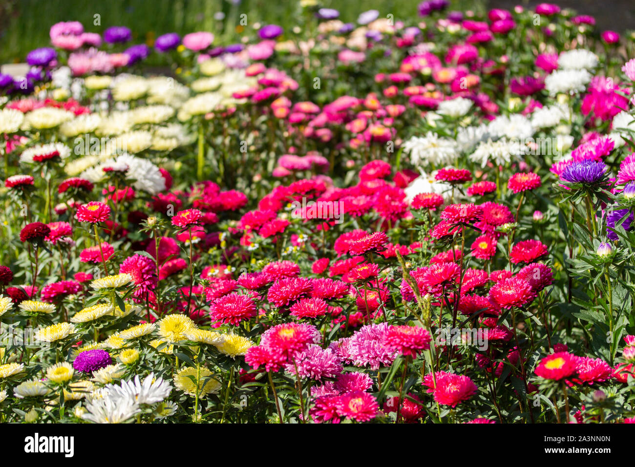 Many Callistephus Flowers Red Pink White Flower Garden Background Wallpaper Horizontal Daisy Asters Of Different Colors Autumn Bloom Stock Photo Alamy