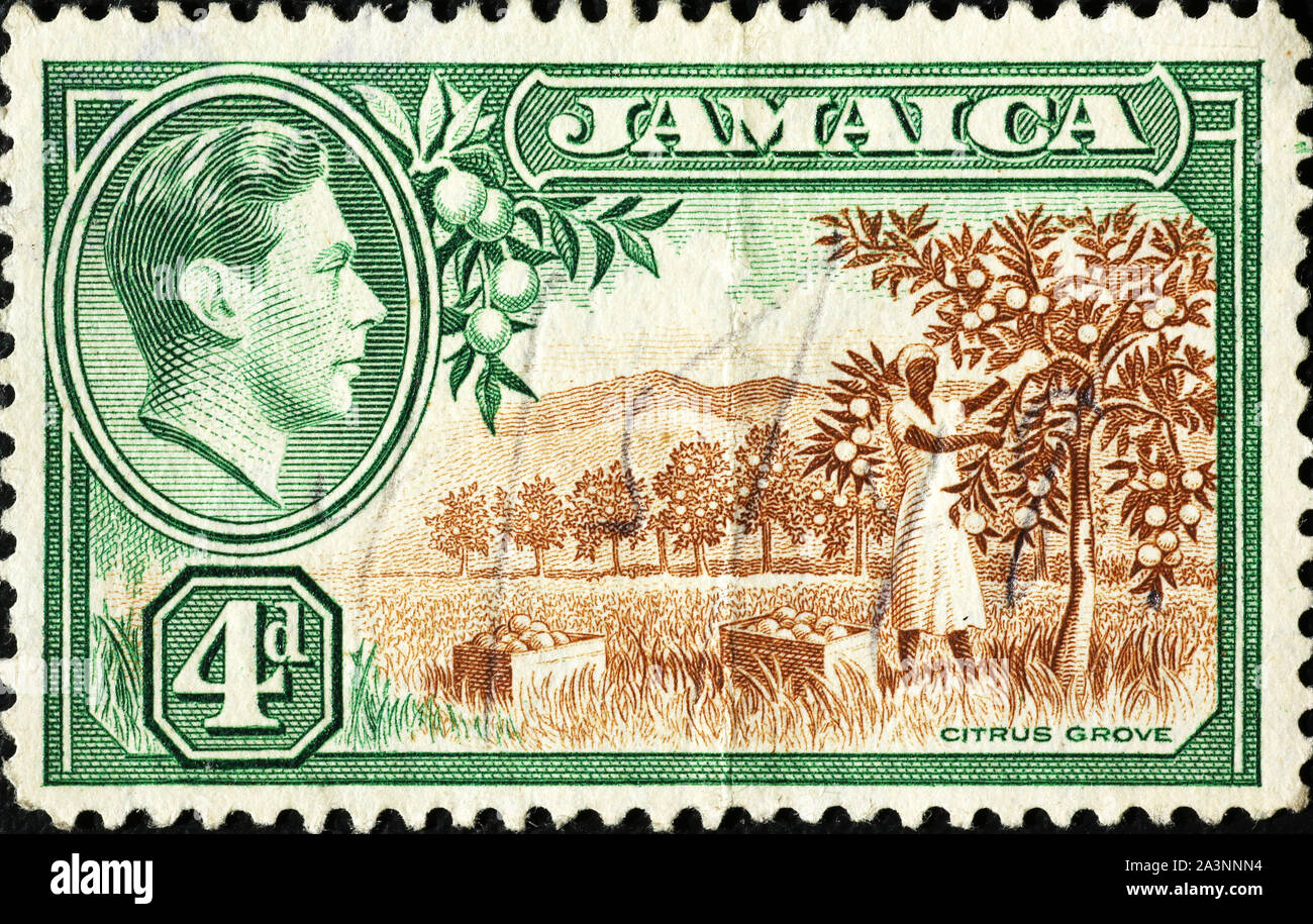Citrus grove on vintage jamaican postage stamp Stock Photo
