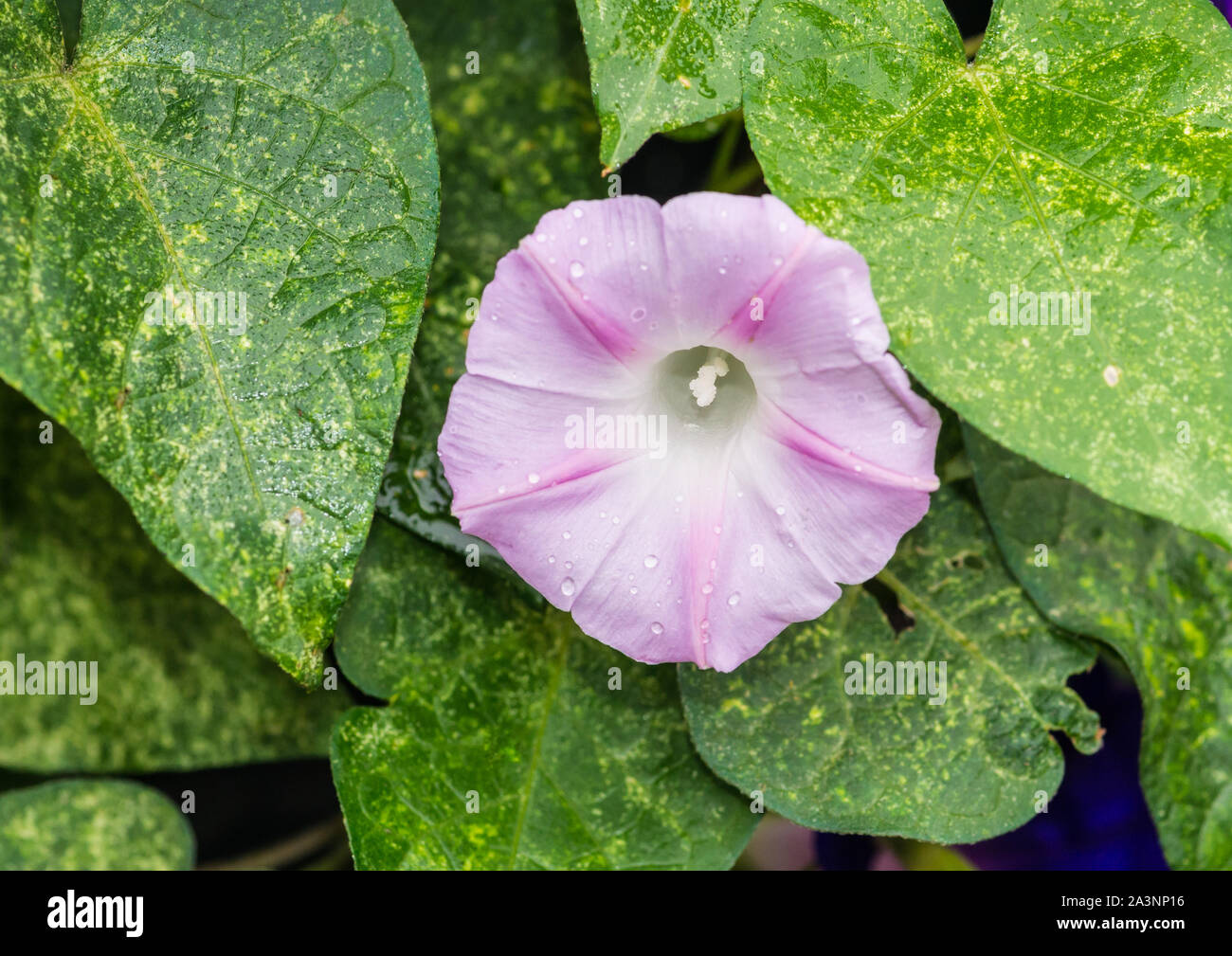A macro shot of a pink morning glory bloom with raindrops on the petals. Stock Photo
