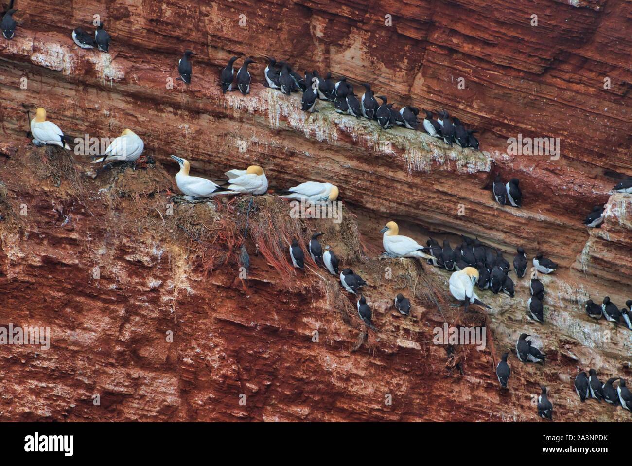 common murre colony - common guillemot on the red Rock in the northsea - Heligoland - Germany -Uria aalge Stock Photo