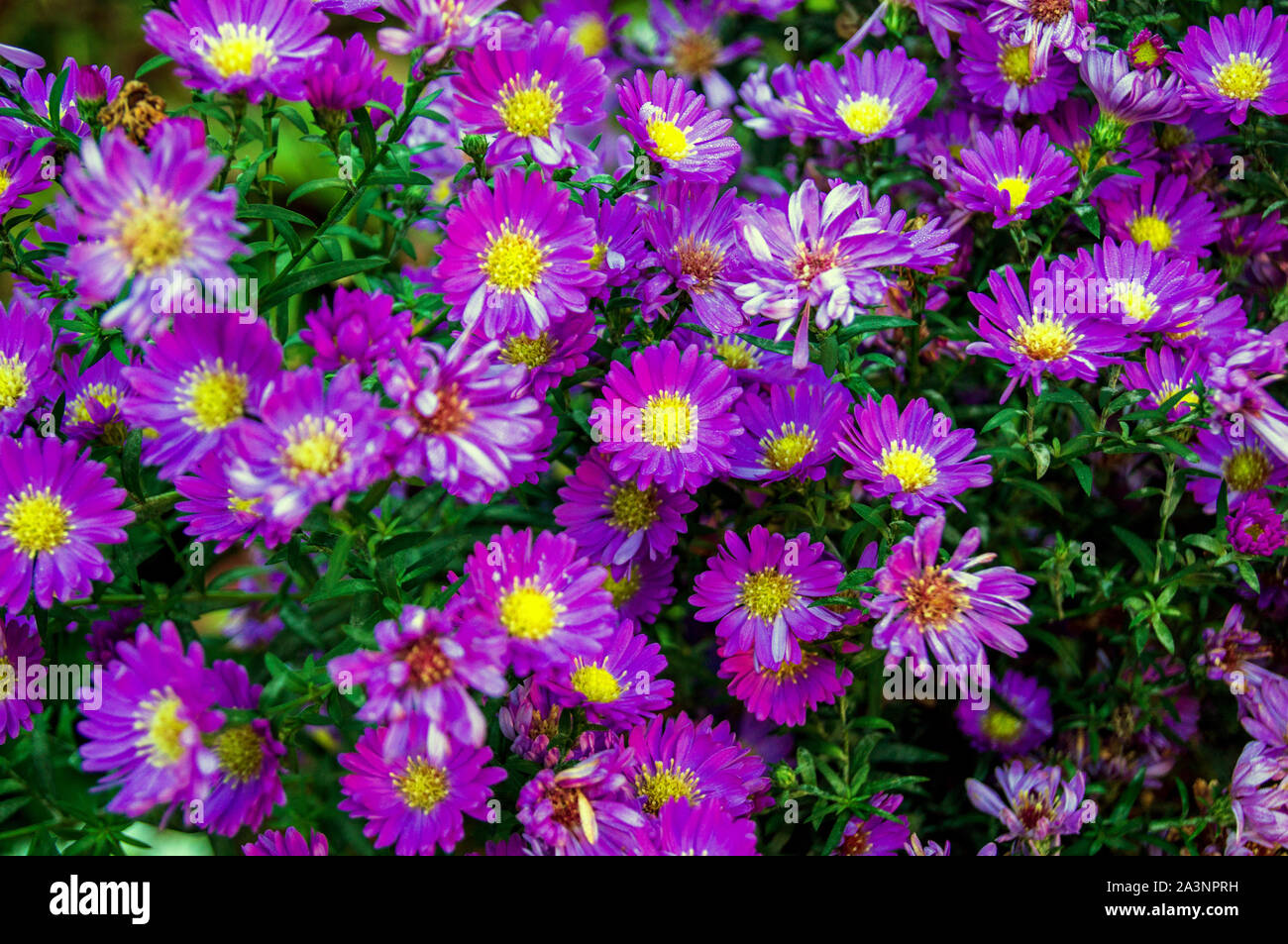 Purple Daisy (Osteospermum Stock Photo Alamy