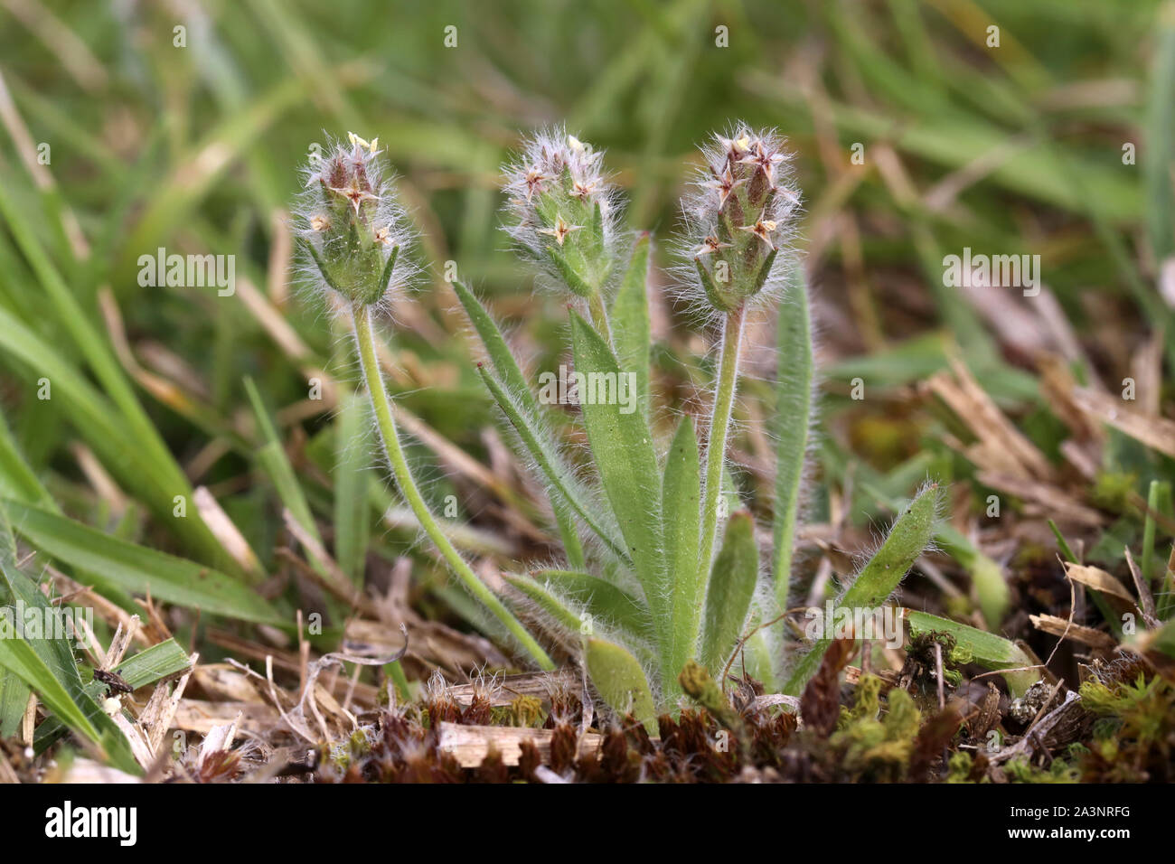 Plantágo hi-res stock photography and images - Page 17 - Alamy