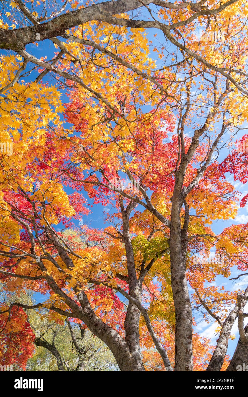 Red leave of maple tree for autumn fall background Stock Photo - Alamy