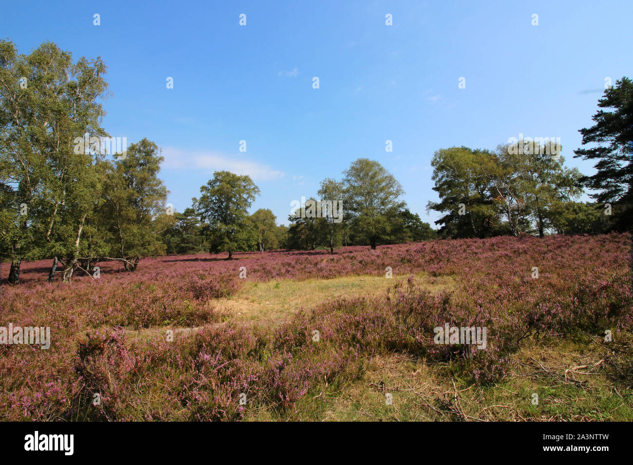 The heath in Fischbek/Lüneburg is blooming purple Stock Photo