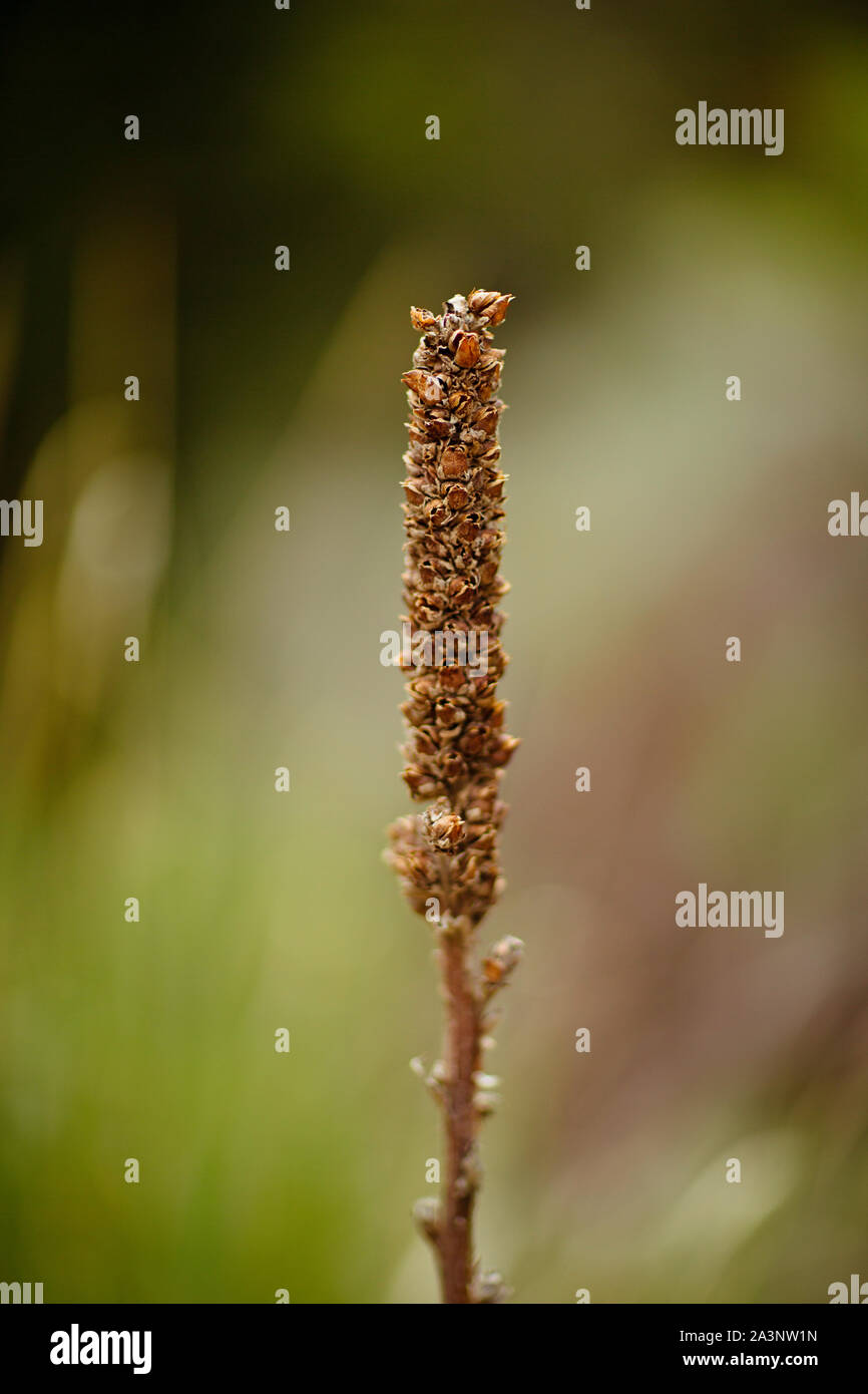 Dried flower pod at Five Mile camp ground in Eagle Mountain, Utah Stock