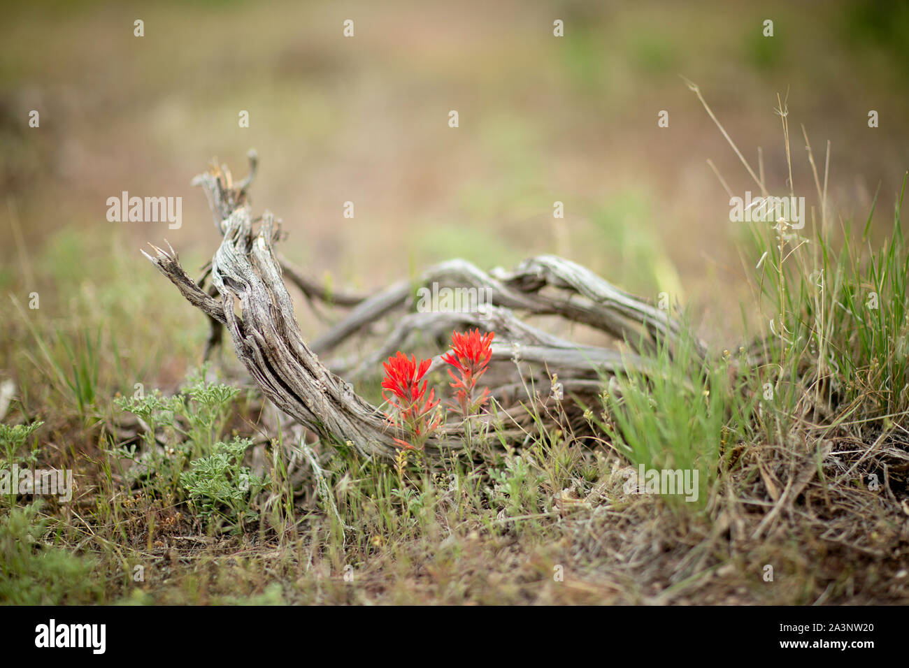 Red wildflowers and weathered sage branches at Five Mile camp ground in Eagle Mountain, UT Stock Photo