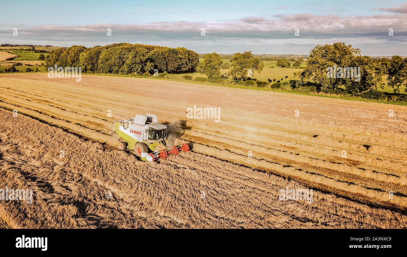 aerial drone view of combine harvester in Northumberland wheat fields ...