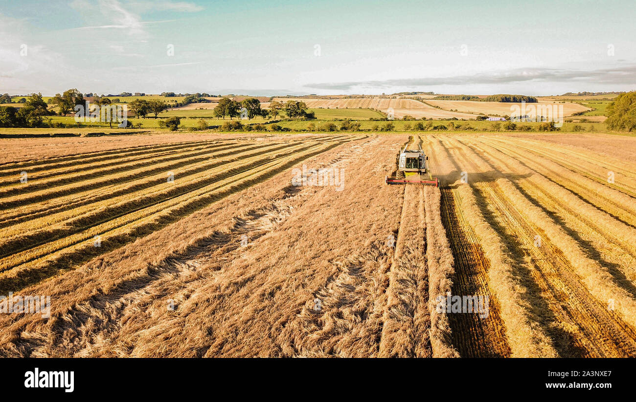 aerial drone view of combine harvester in Northumberland wheat fields ...