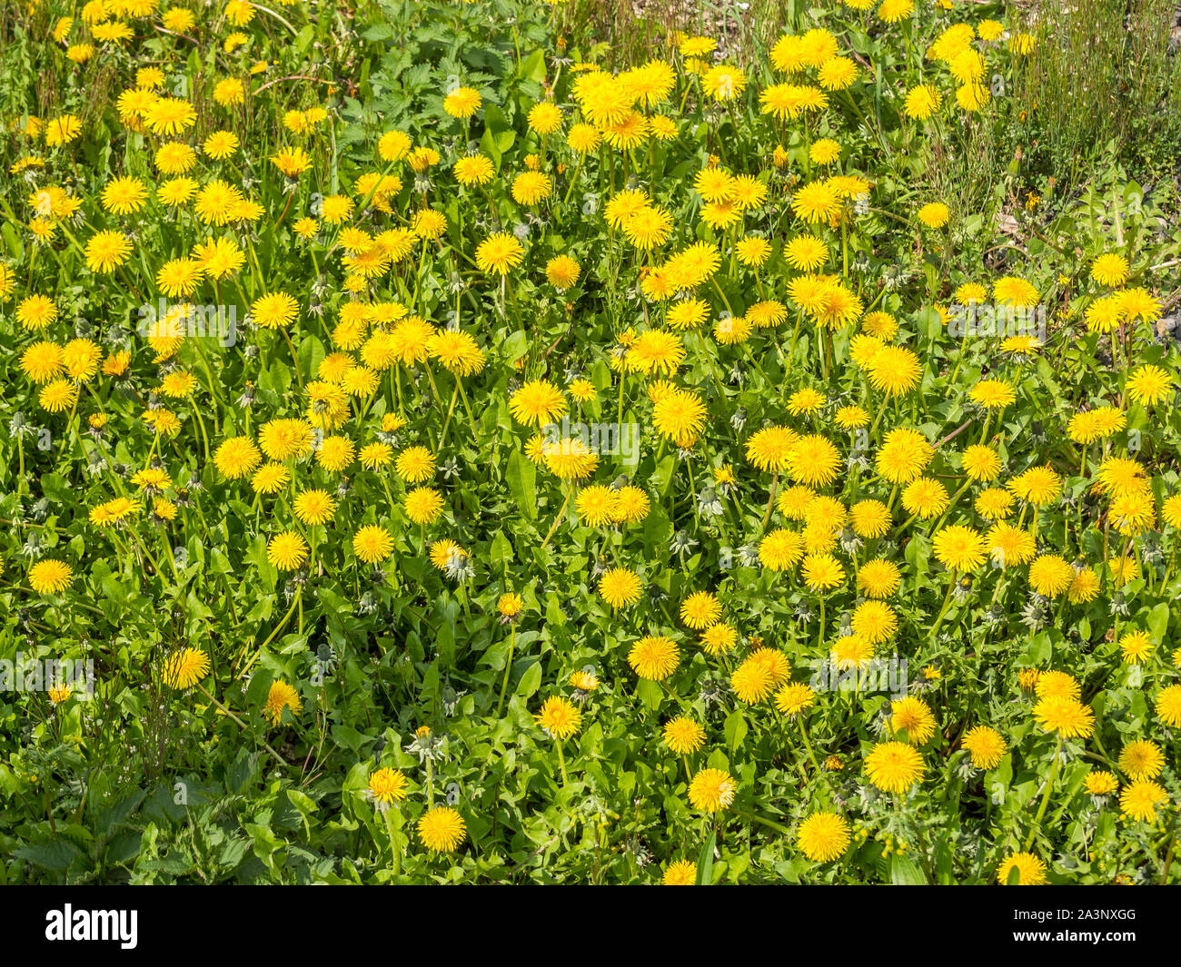 Dandelion meadow in spring hi-res stock photography and images - Alamy