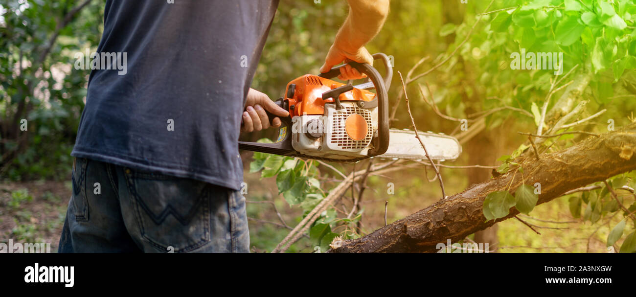 lumberjack with a chainsaw cutting wood trees in action s Stock Photo ...