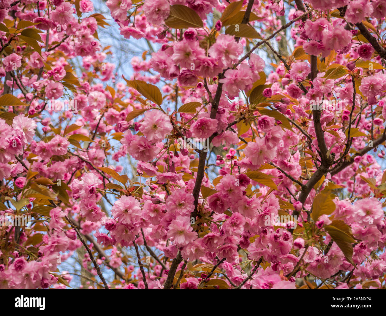 Cherry blossom spring landscape hi-res stock photography and images - Alamy
