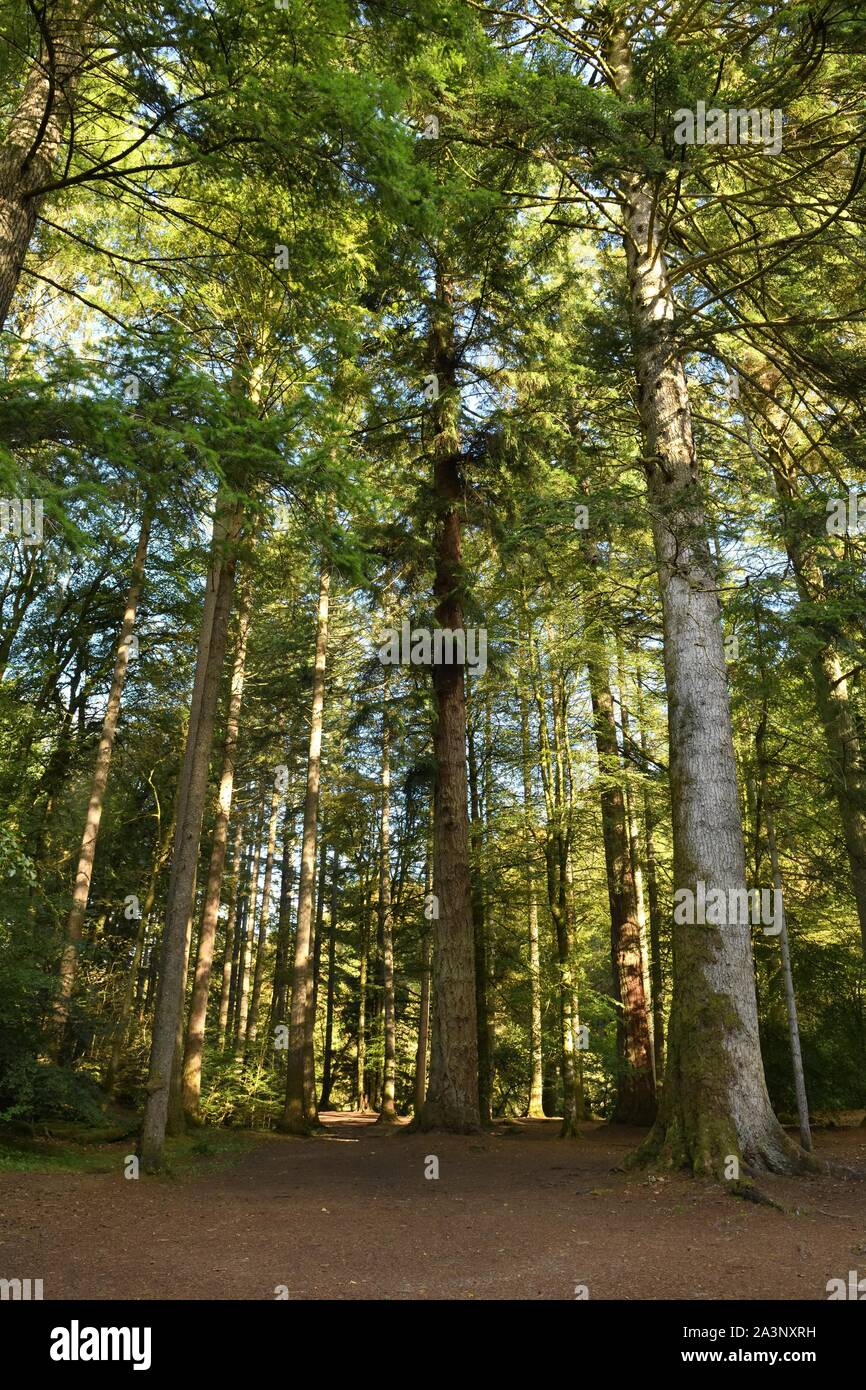 Douglas fir uk hires stock photography and images Alamy