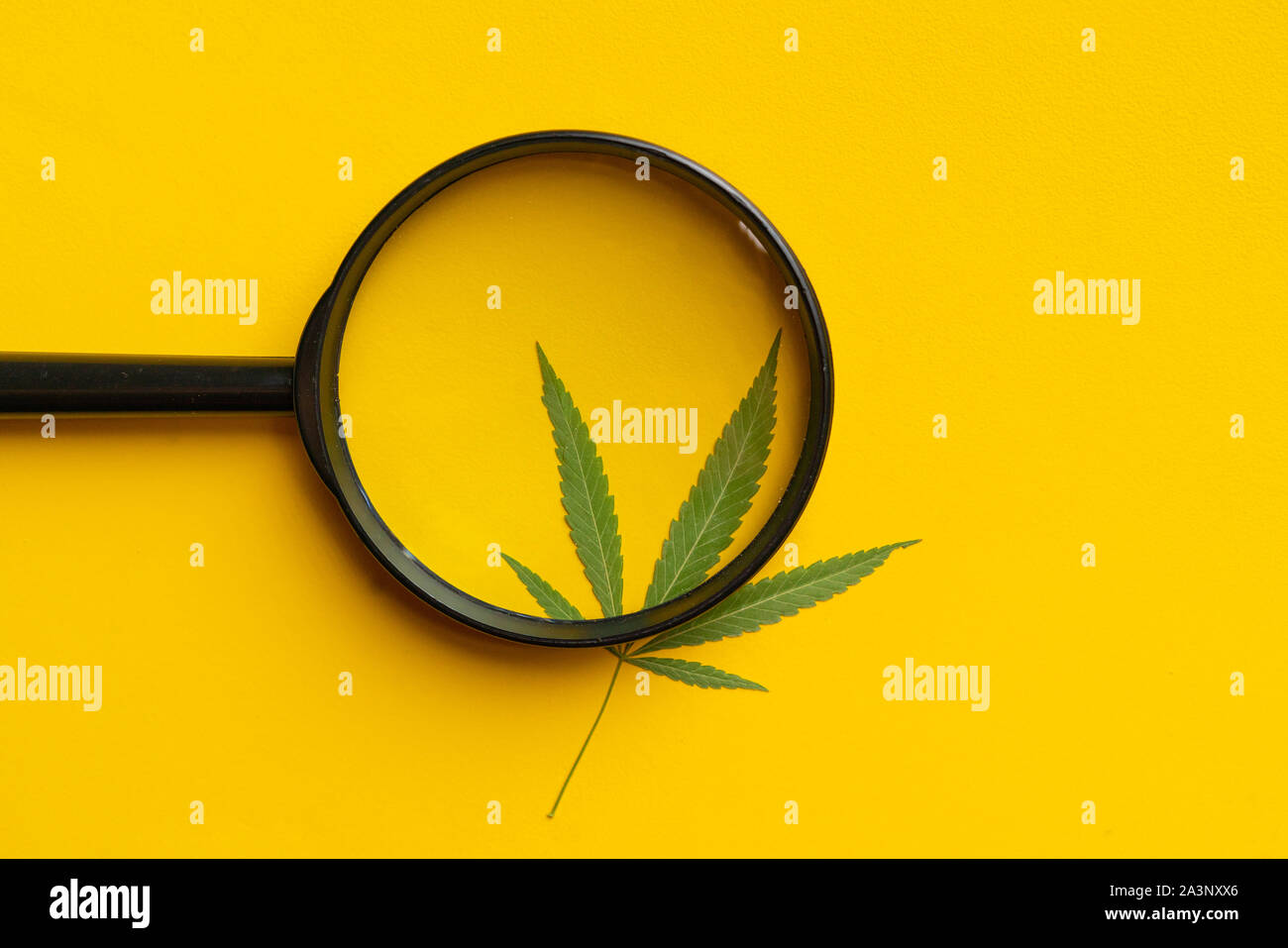 hand with magnifying glass looking at the cannabis hemp leaf on color