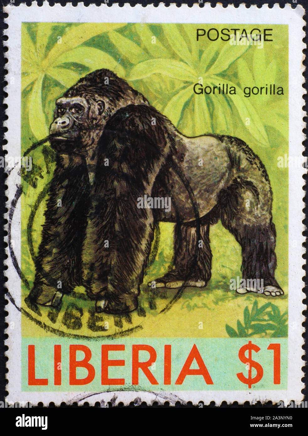 Western gorilla on postage stamp of Congo Stock Photo