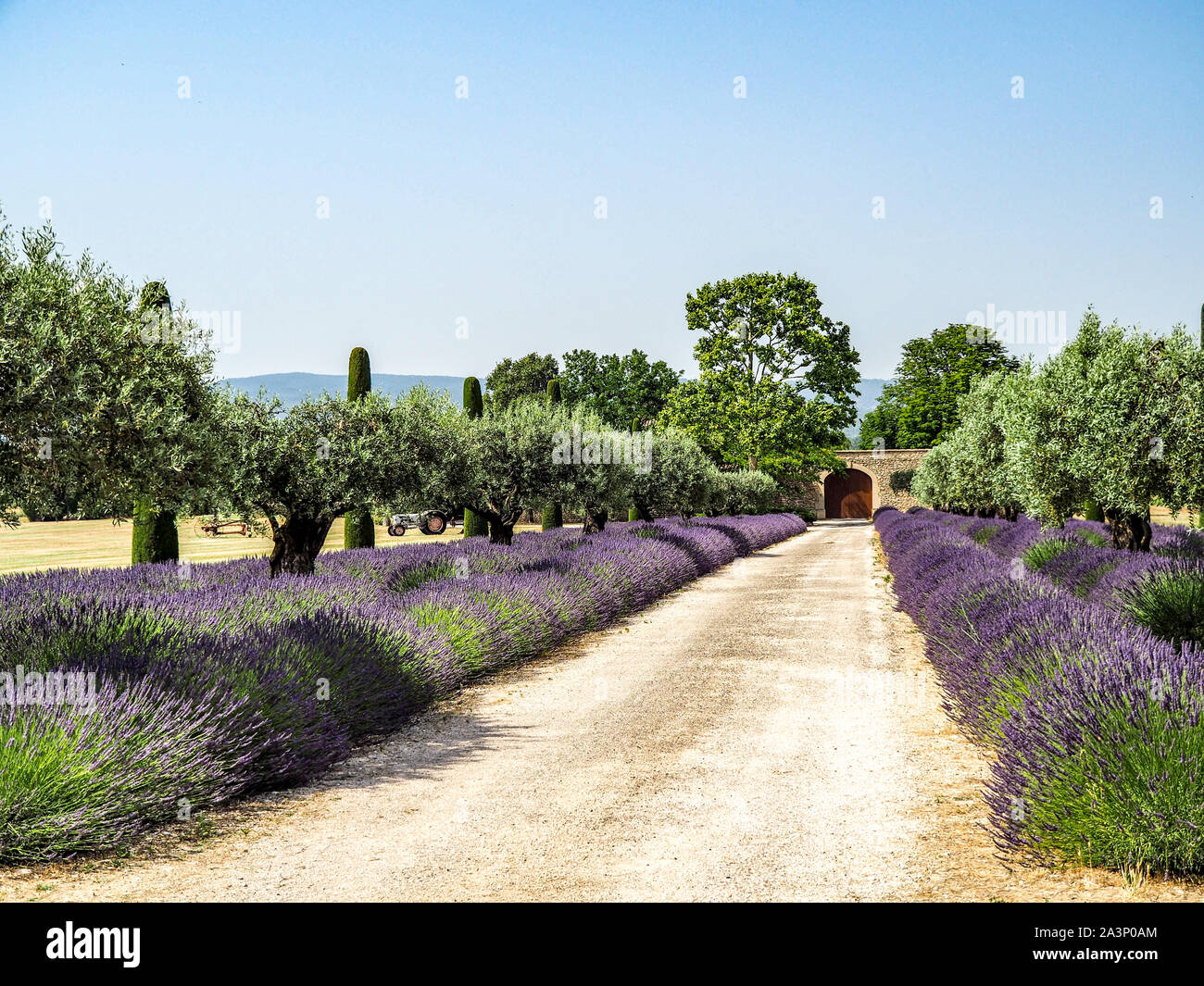 Lavender Rd Beautiful lavender blooming along road lined with Italian Cypress trees ...