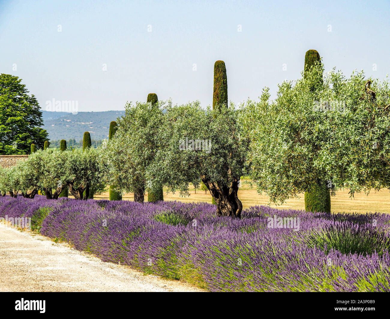 Beautiful lavender blooming along road lined with Italian Cypress trees  Stock Photo - Alamy