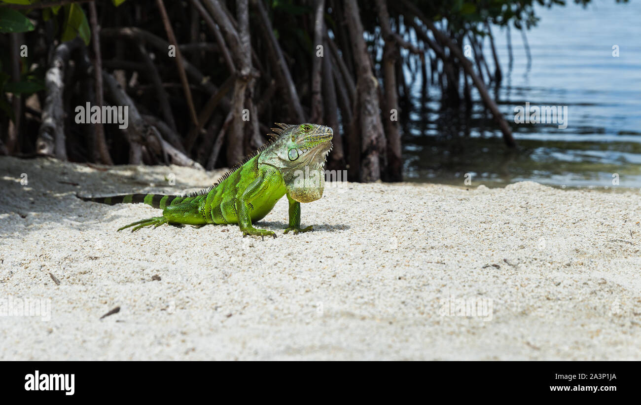 Wild iguana on a beach in Key Largo (Florida, USA). Beautiful green reptile on white sand near the sea. Stunning wildlife Stock Photo