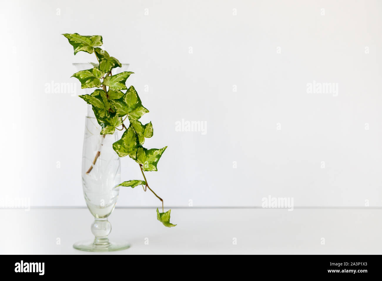 English Ivy in a glass vase, white background, minimalist Stock Photo
