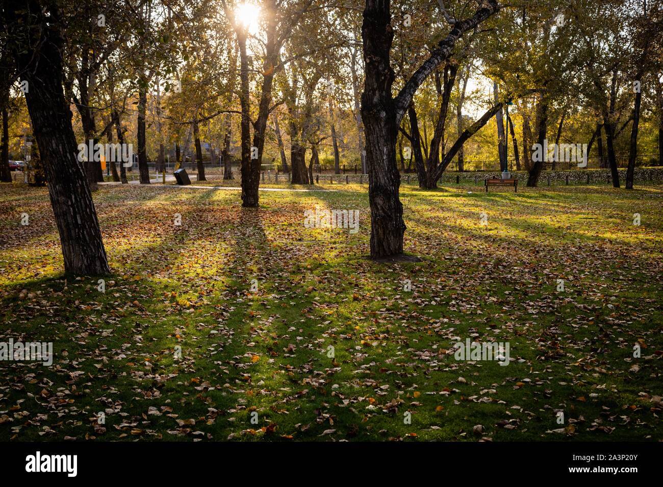 autumn in the park, sun shining through the trees, colorful leaves lying on the ground Stock Photo