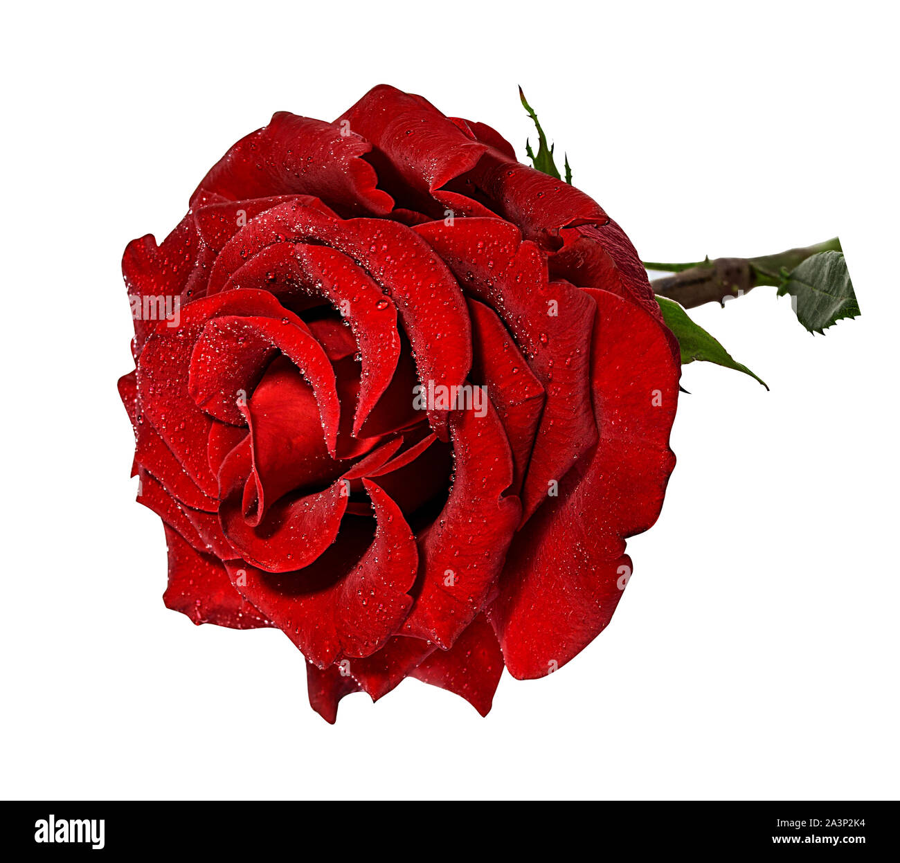 rose isolated on white background Stock Photo - Alamy