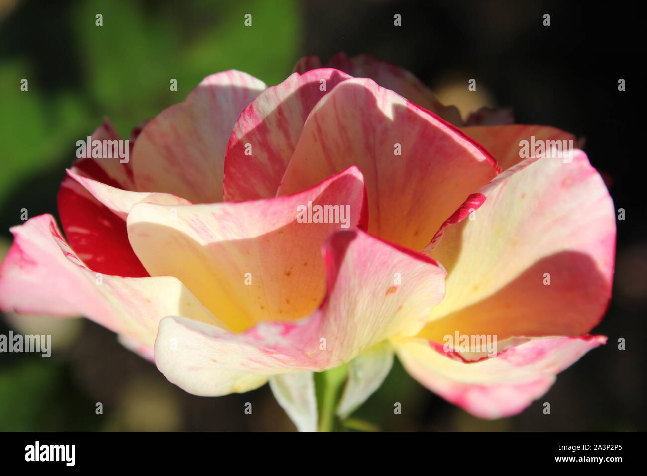 Perfect summer yellow and red striped rose blossom growing in the