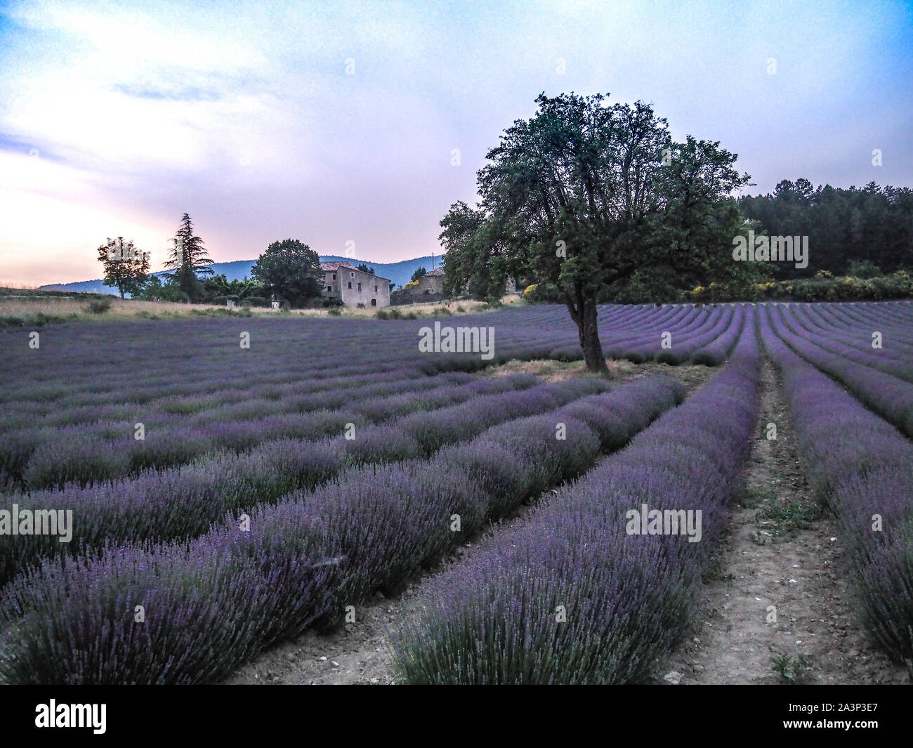 Lavender fields in Provence, France Stock Photo