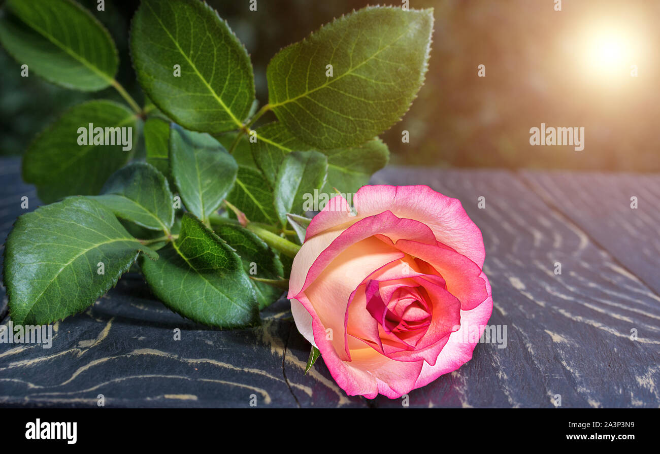 rose on the desk outdoors in the summer Stock Photo