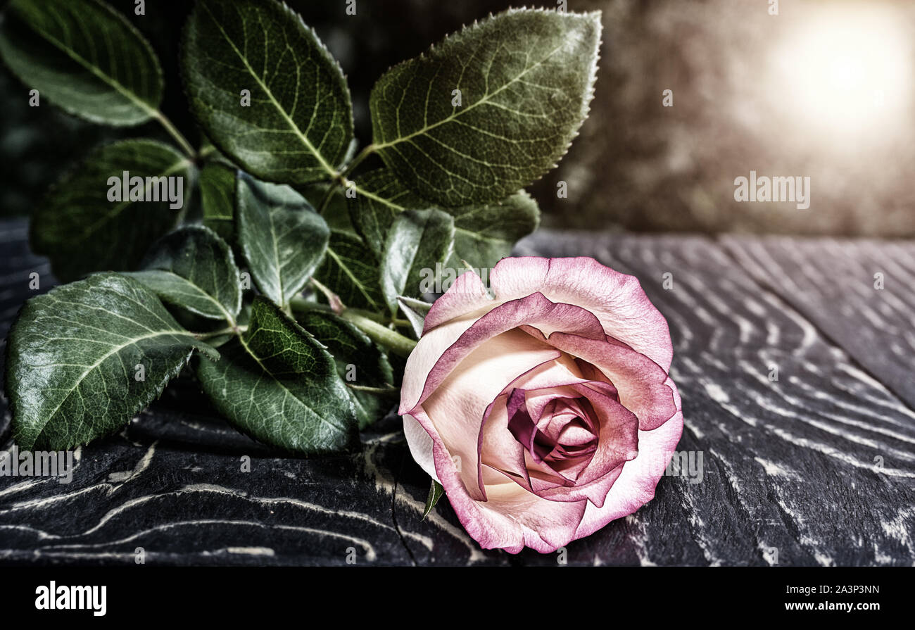 rose on the desk outdoors in the summer Stock Photo