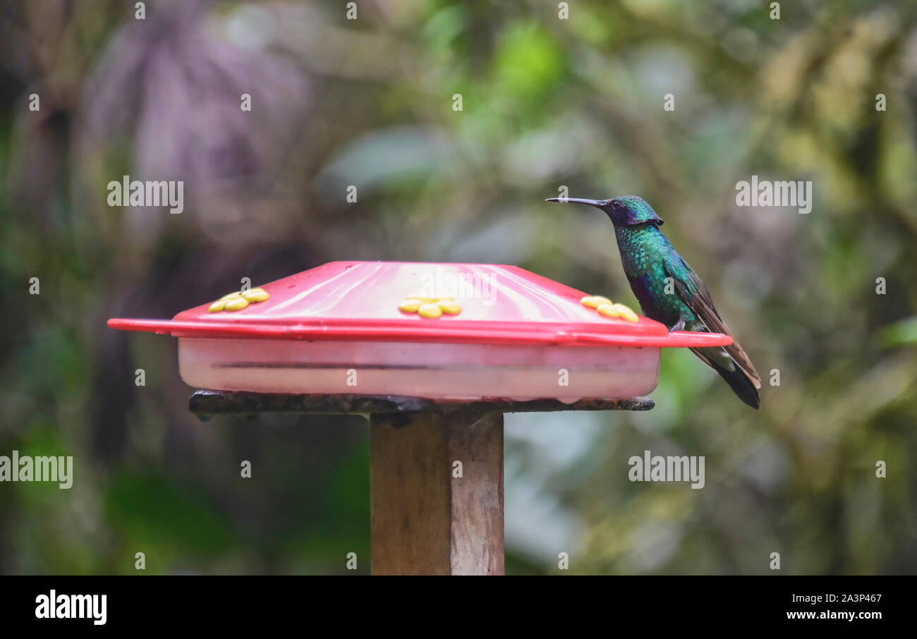 Sparkling violetear hummingbird (Colibri coruscans) at a feeder, Podocarpus National Park, Zamora, Ecuador Stock Photo