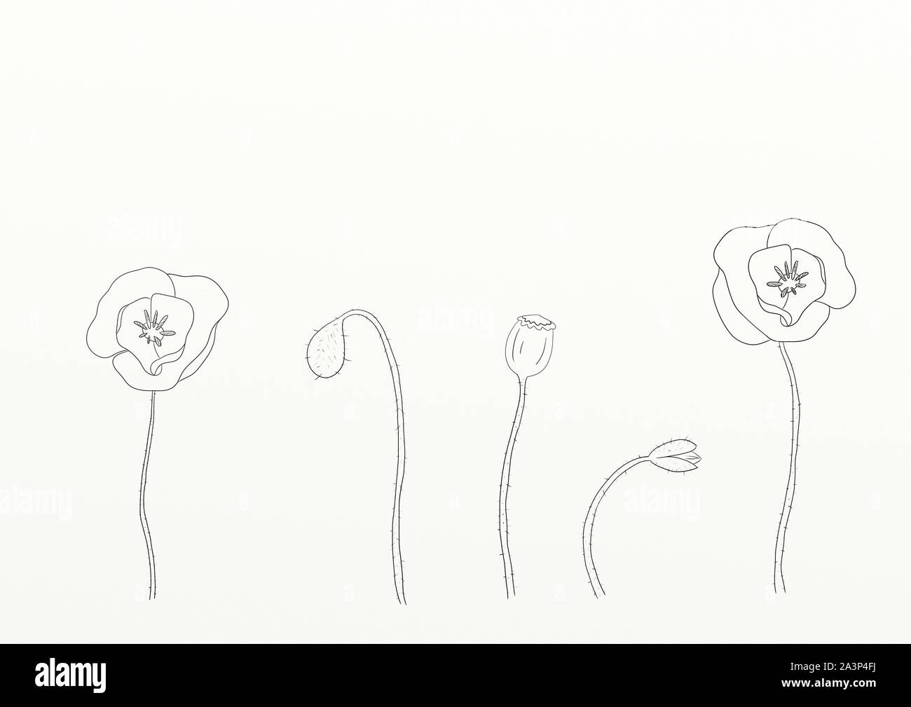 An illustration of poppy's. Black and White, Coloring page. Stock Photo