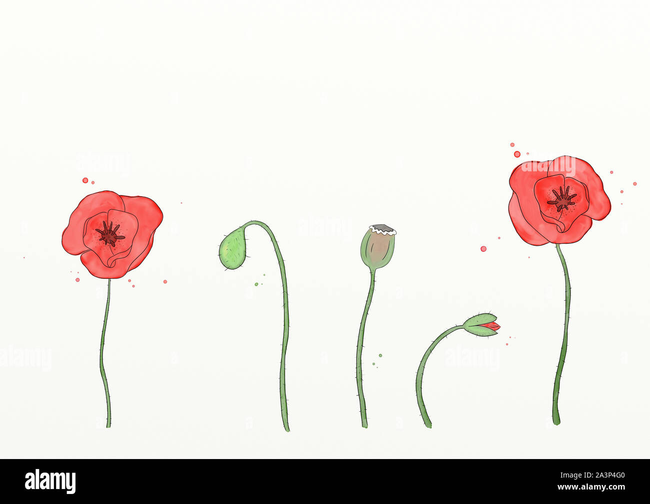 An illustration of red poppies. Watercolor. Stock Photo