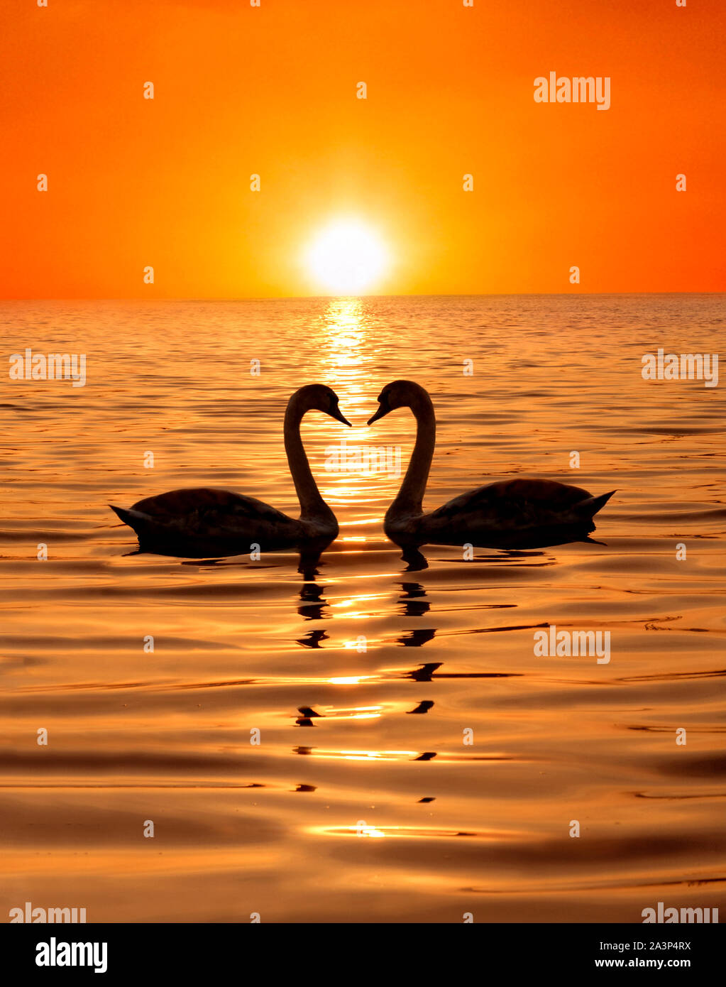 two swans greeting at sunset Stock Photo