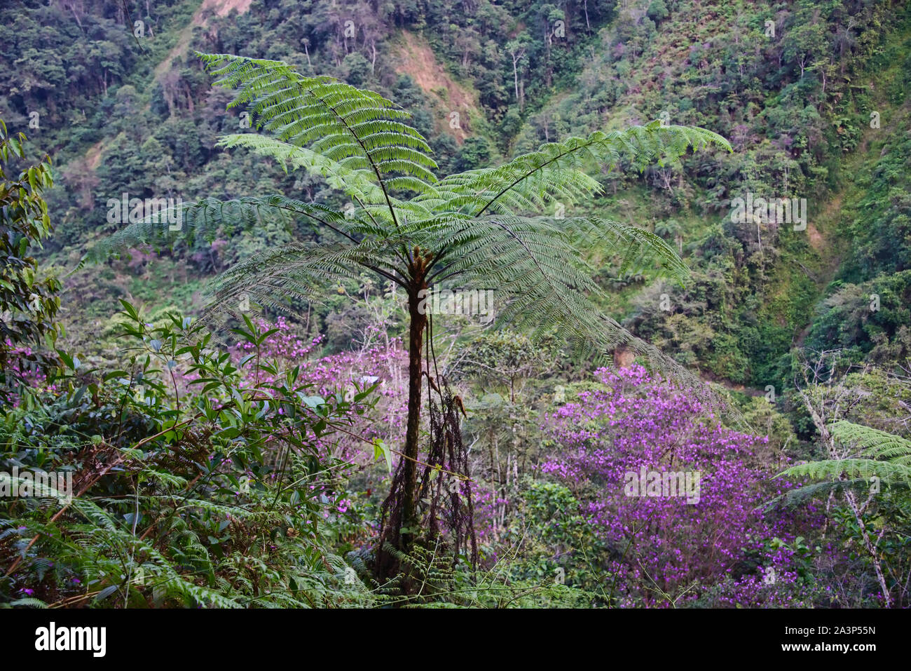 Sceneries at the Podocarpus National Park, Zamora, Ecuador Stock Photo