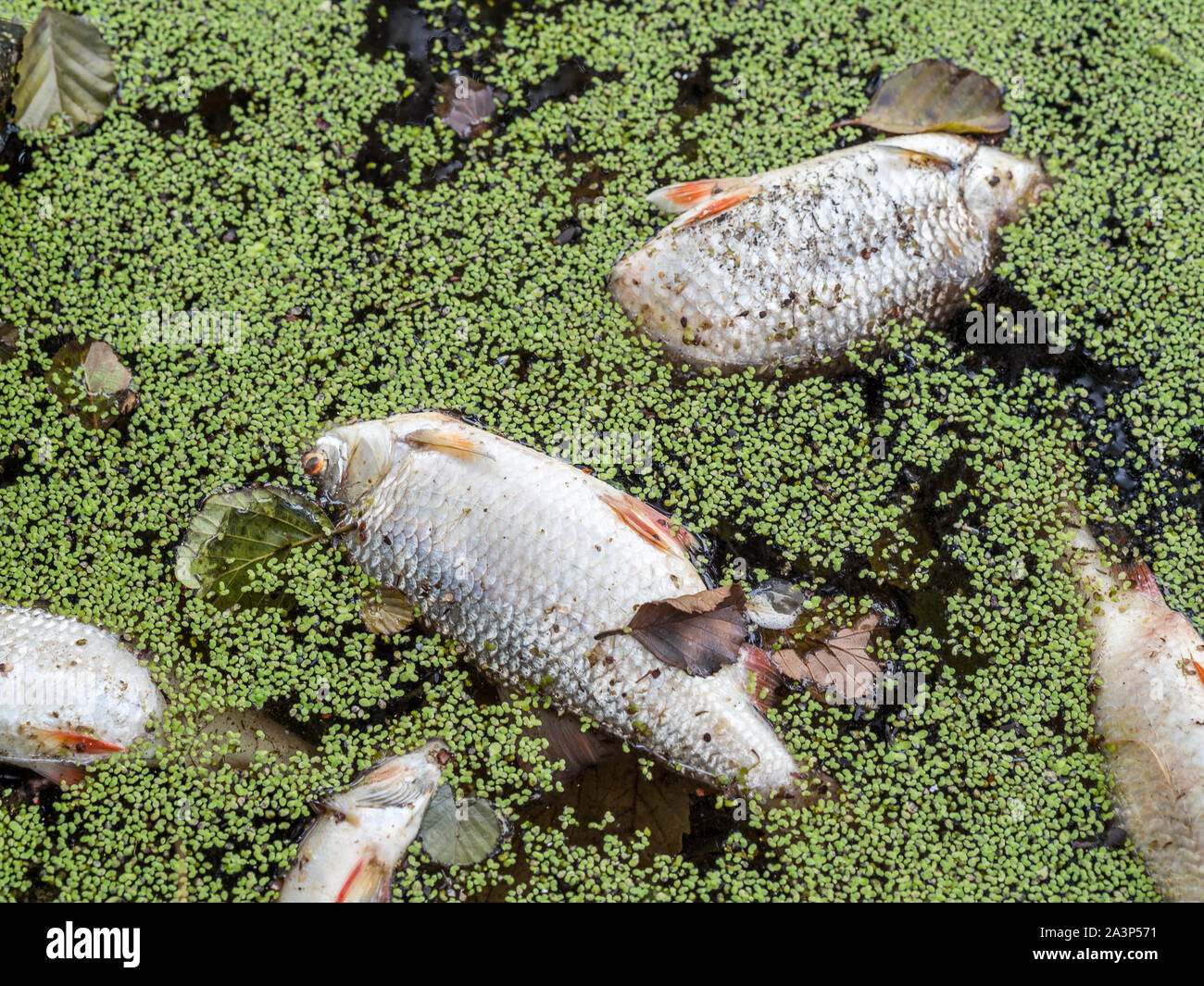 Dead fish in the pond Stock Photo Alamy