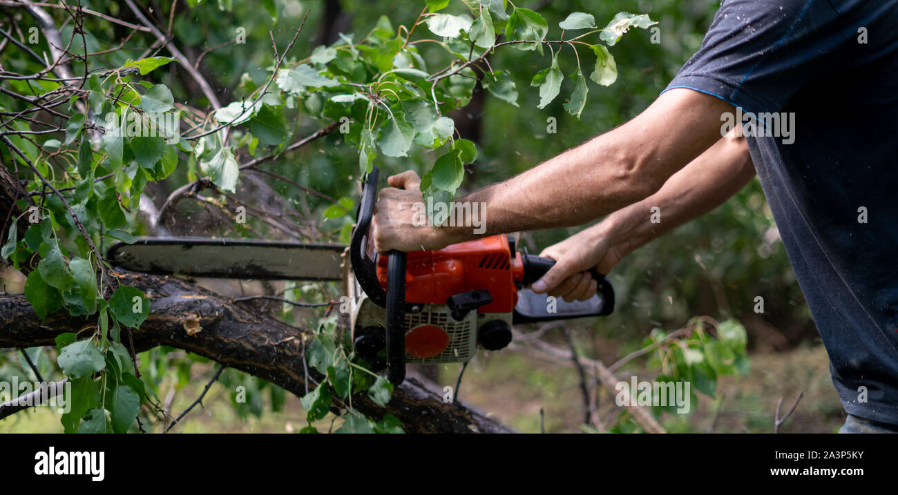 lumberjack with a chainsaw cutting wood trees in action s Stock Photo ...