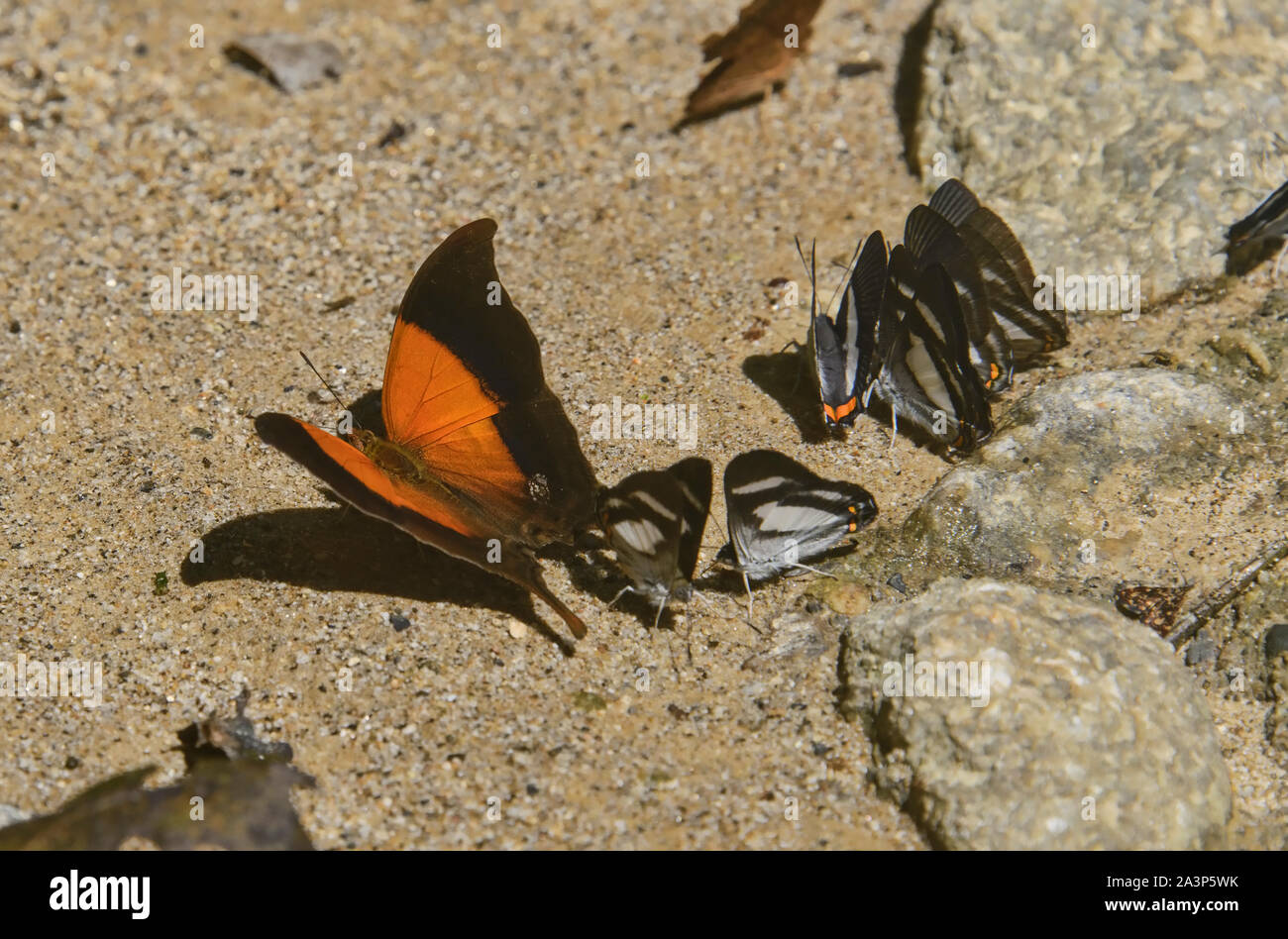 Sunset daggerwing (Marpesia furcula) butterfly, Podocarpus National Park, Zamora, Ecuador Stock Photo