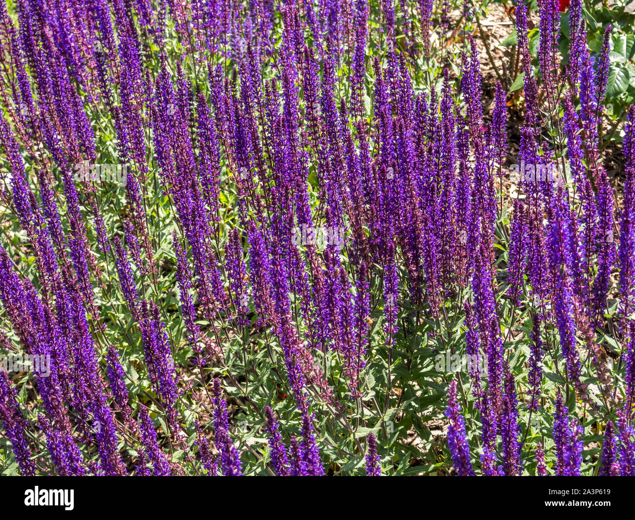 Lavendel Filed in the Garden Stock Photo
