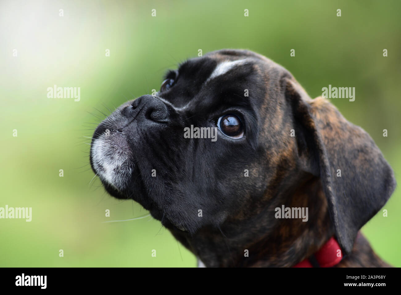 beautiful boxer puppy Stock Photo