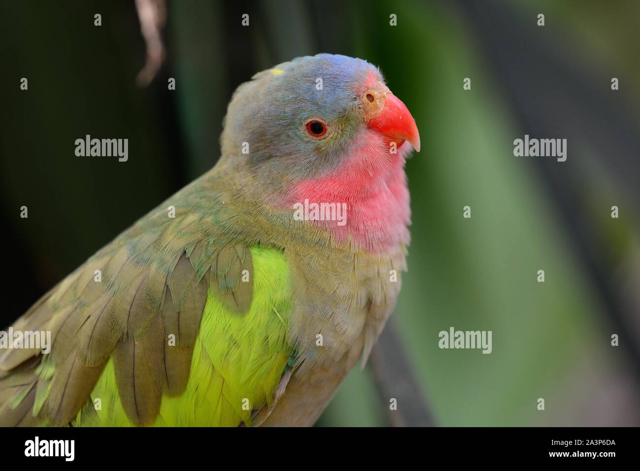 Portrait of a princess parakeet (polytelis alexandrae) Stock Photo
