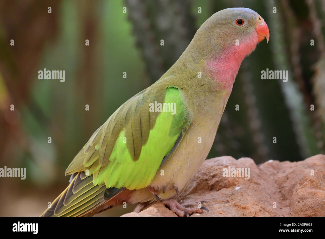 Portrait of a princess parakeet (polytelis alexandrae) perching on a rock Stock Photo