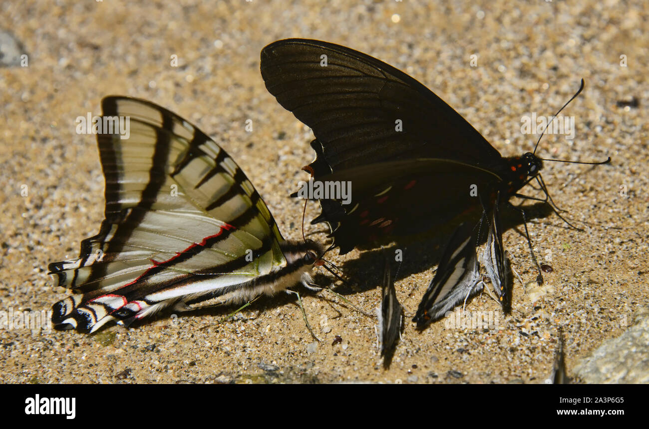Beautiful butterfly, Podocarpus National Park, Zamora, Ecuador Stock Photo